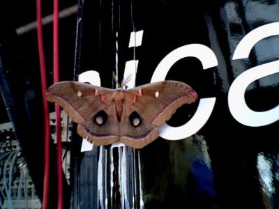 The Butterfly Effect and a Four Decade Career